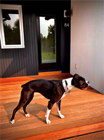 nova usa wood products dogs-love-batu-decks-and rainscreen-1.jpg